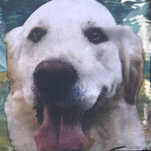 Big Golden Retriever Thinking of You Original Tiny Painting 2" x 2"