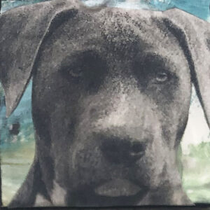 Black Lab, Thinking of You Original Tiny Painting 2" x 2"