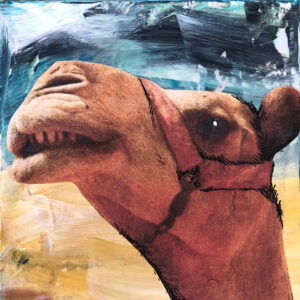 Cameron the Camel at Night