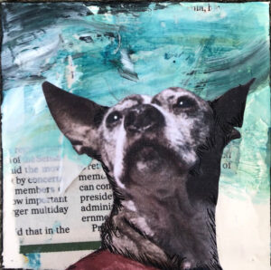 Lulu the Hero and a Pit Bull