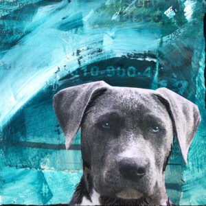 Timothy - a Certain Kind of Dog